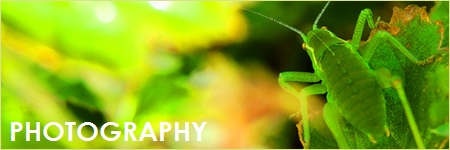 photography